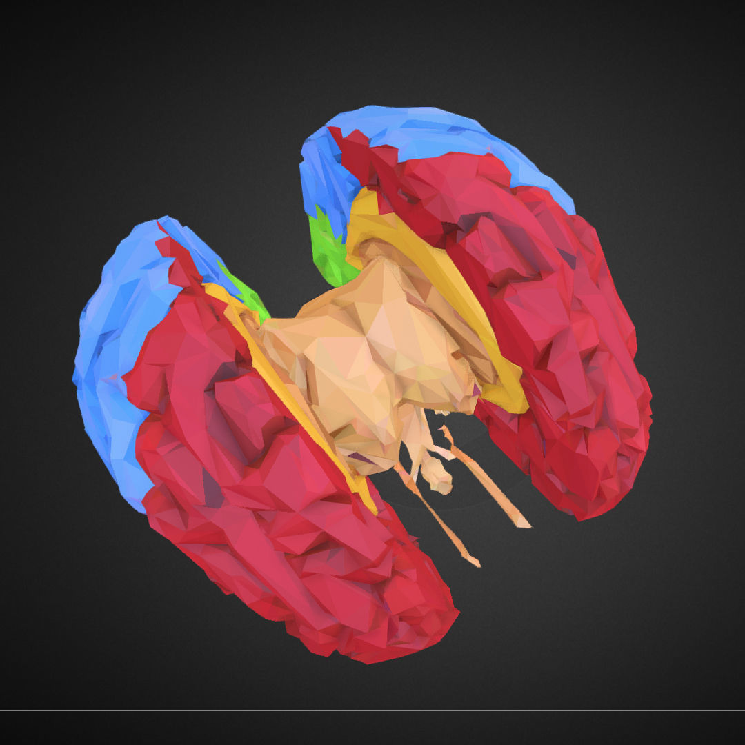 Brain Color Low Polygon Art Medical Low-poly 3D model_23