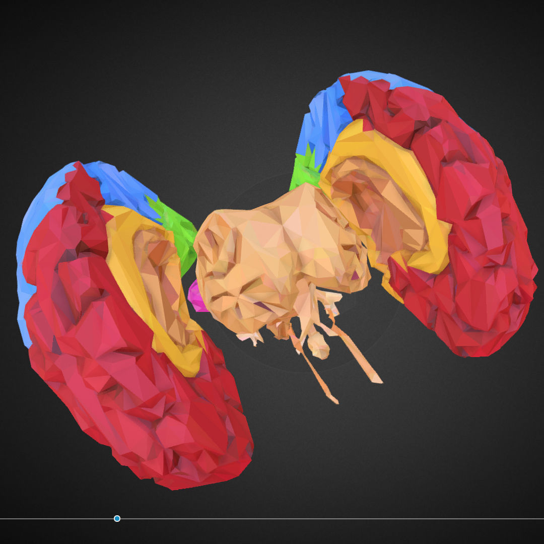 Brain Color Low Polygon Art Medical Low-poly 3D model_12