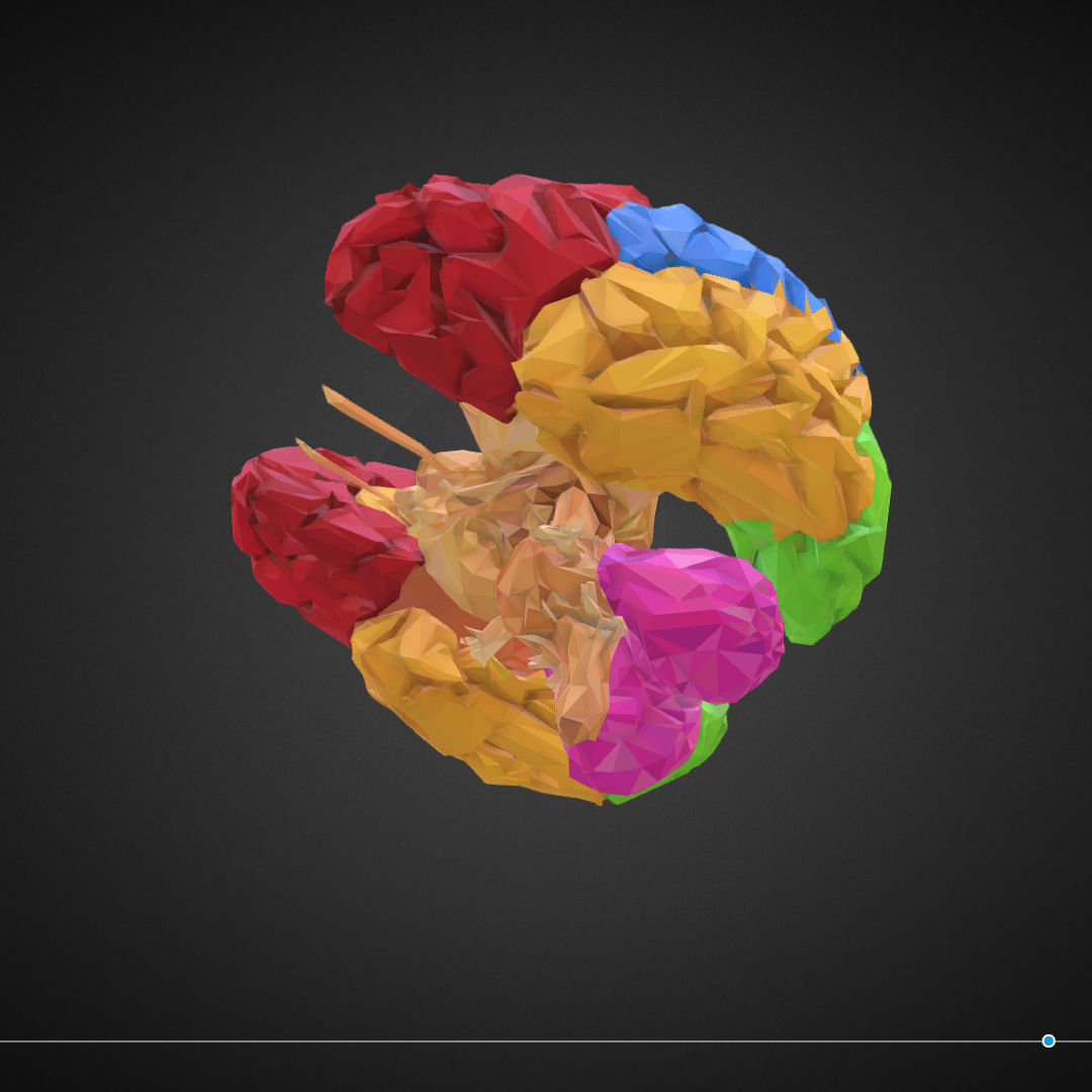 Brain Color Low Polygon Art Medical Low-poly 3D model_13