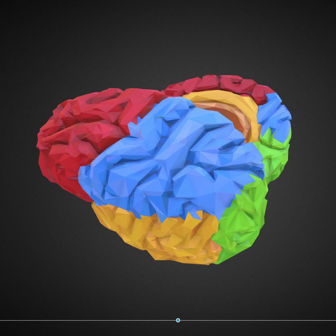 Brain Color Low Polygon Art Medical Low-poly 3D model_16