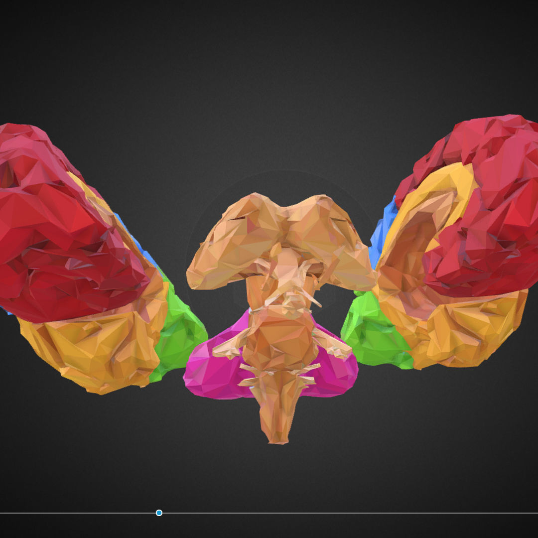 Brain Color Low Polygon Art Medical Low-poly 3D model_25