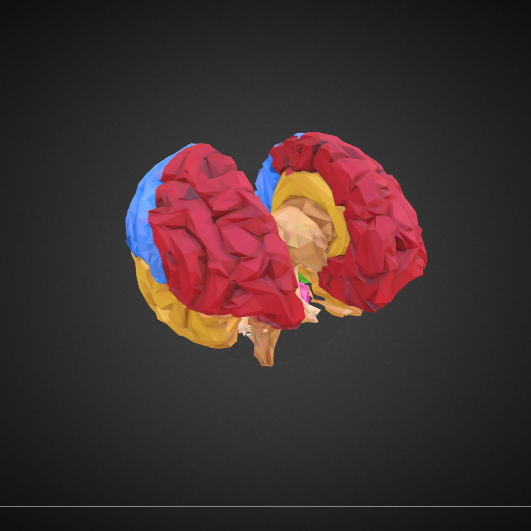 Brain Color Low Polygon Art Medical Low-poly 3D model_10