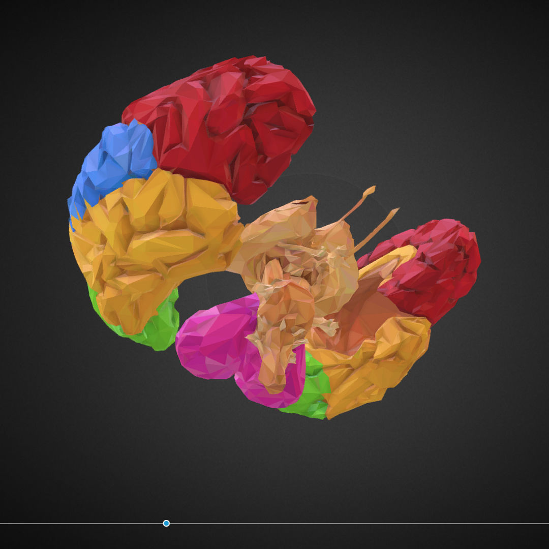 Brain Color Low Polygon Art Medical Low-poly 3D model_14