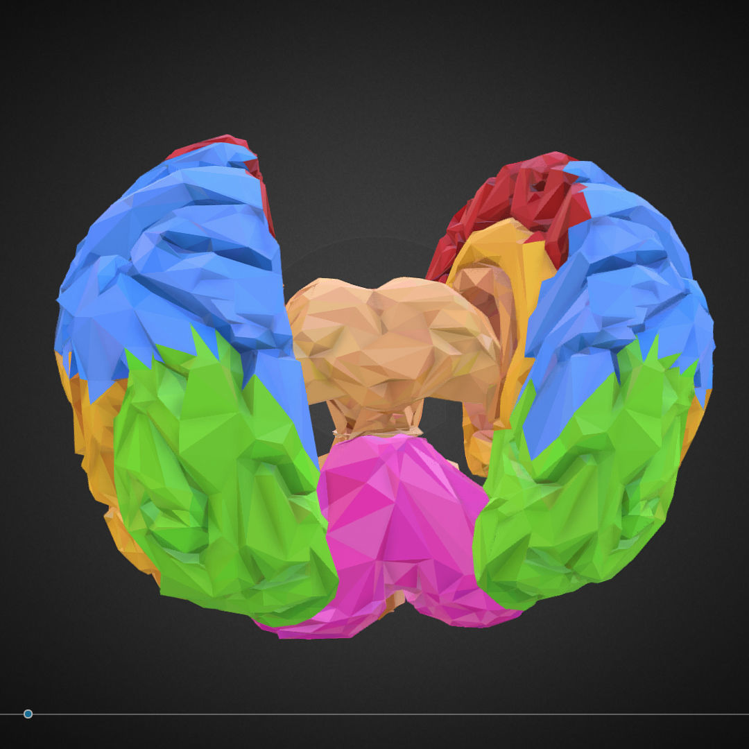 Brain Color Low Polygon Art Medical Low-poly 3D model_24