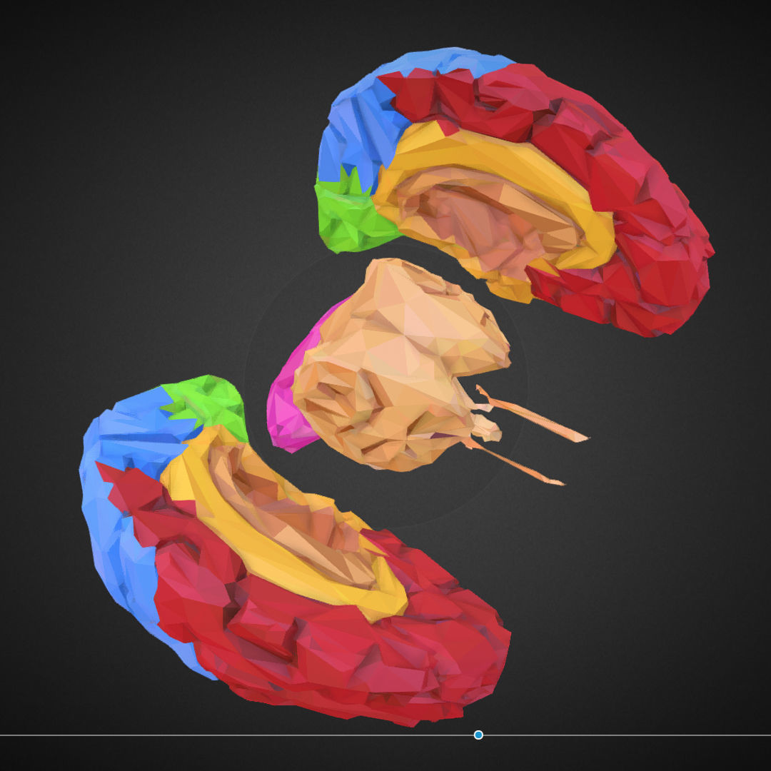 Brain Color Low Polygon Art Medical Low-poly 3D model_18