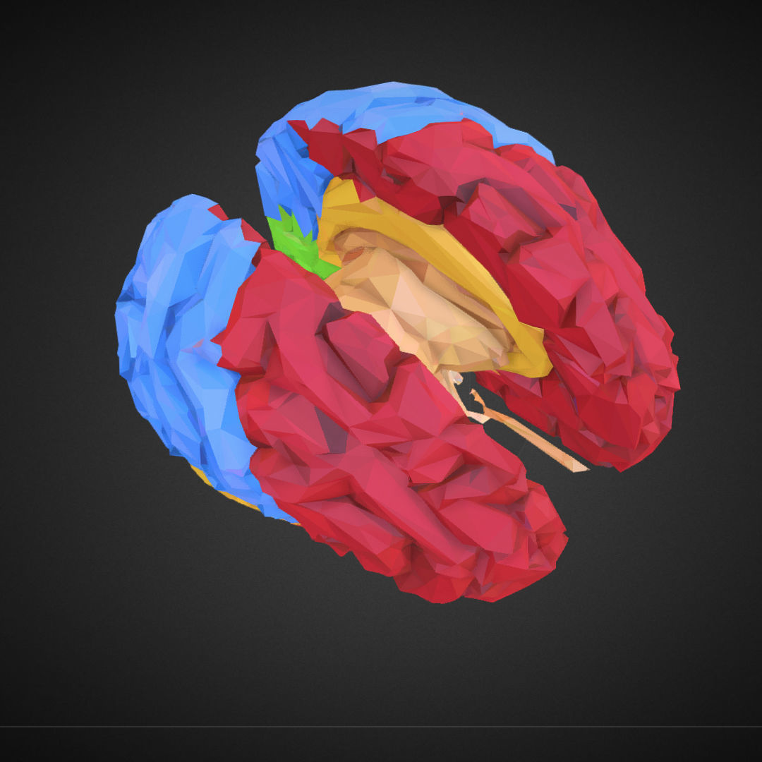 Brain Color Low Polygon Art Medical Low-poly 3D model_22