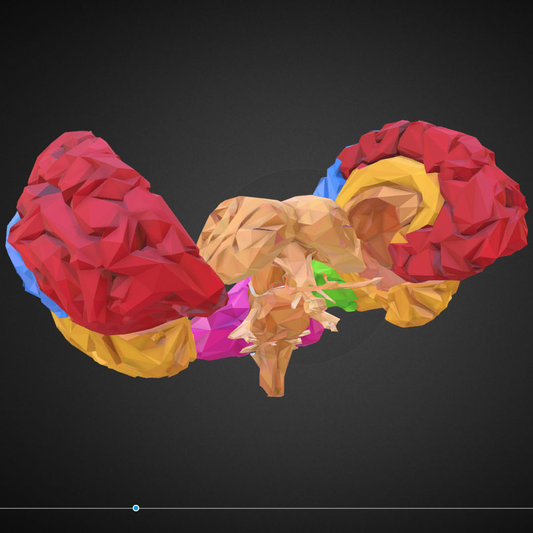 Brain Color Low Polygon Art Medical Low-poly 3D model_3