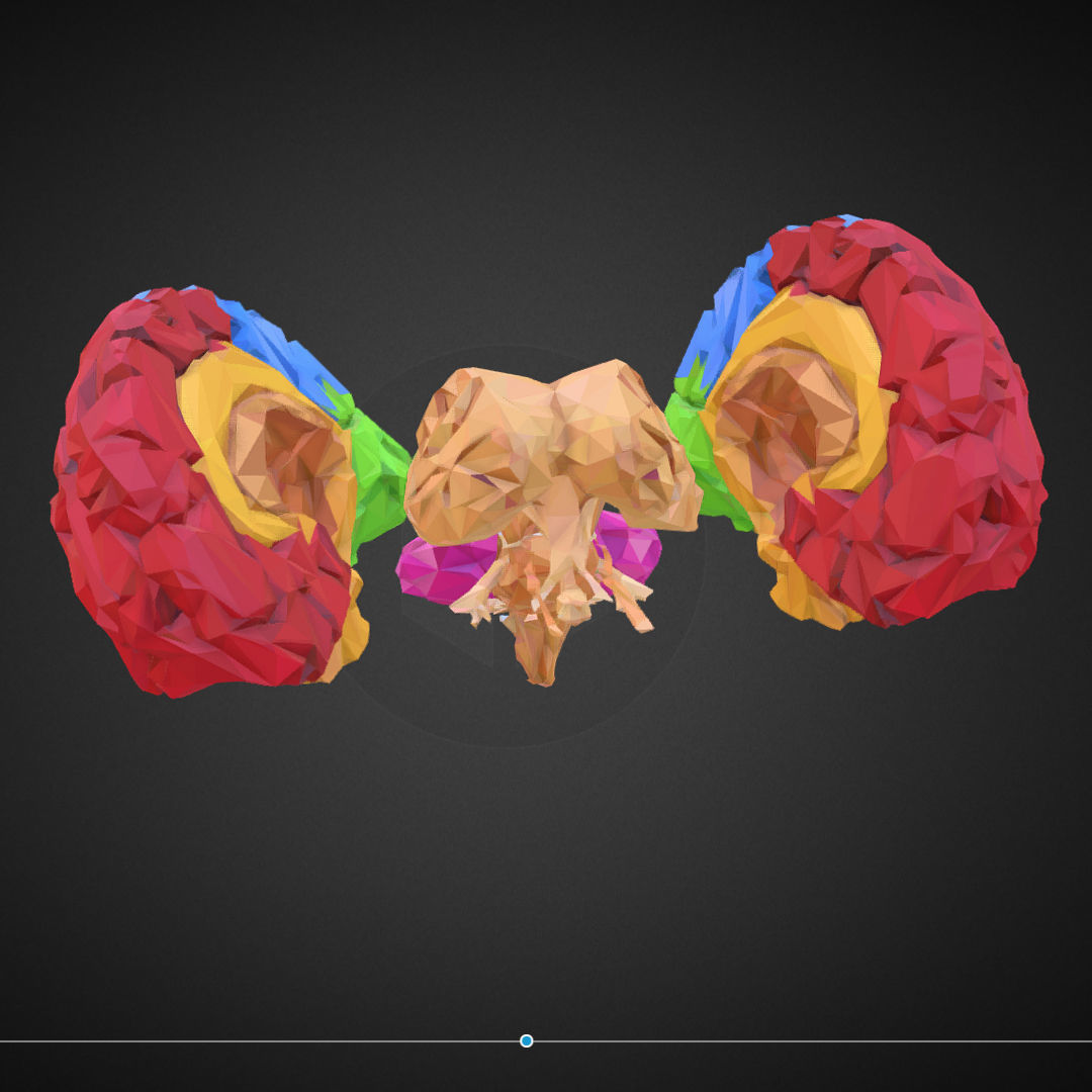 Brain Color Low Polygon Art Medical Low-poly 3D model_21