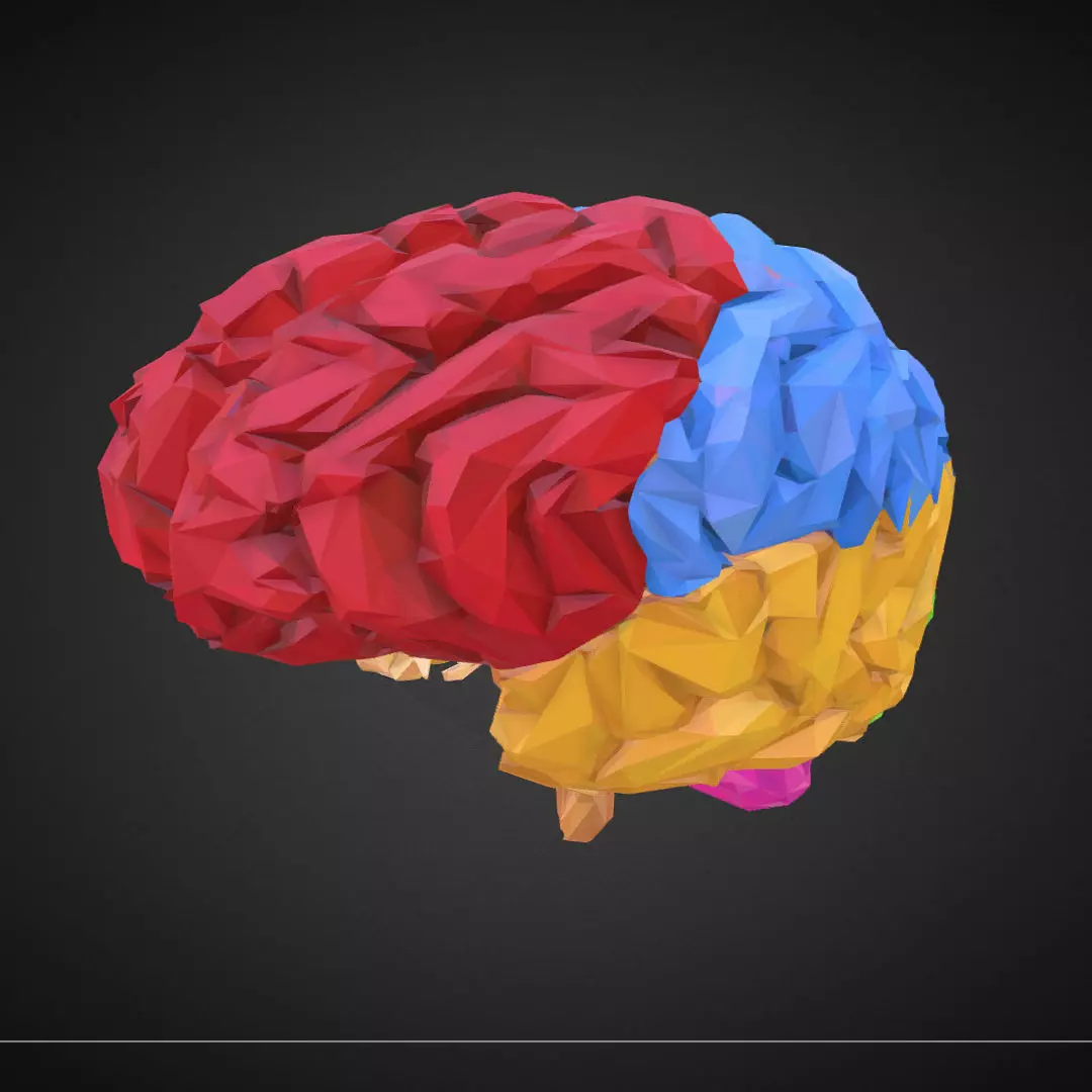 Brain Color Low Polygon Art Medical Low-poly 3D model_0