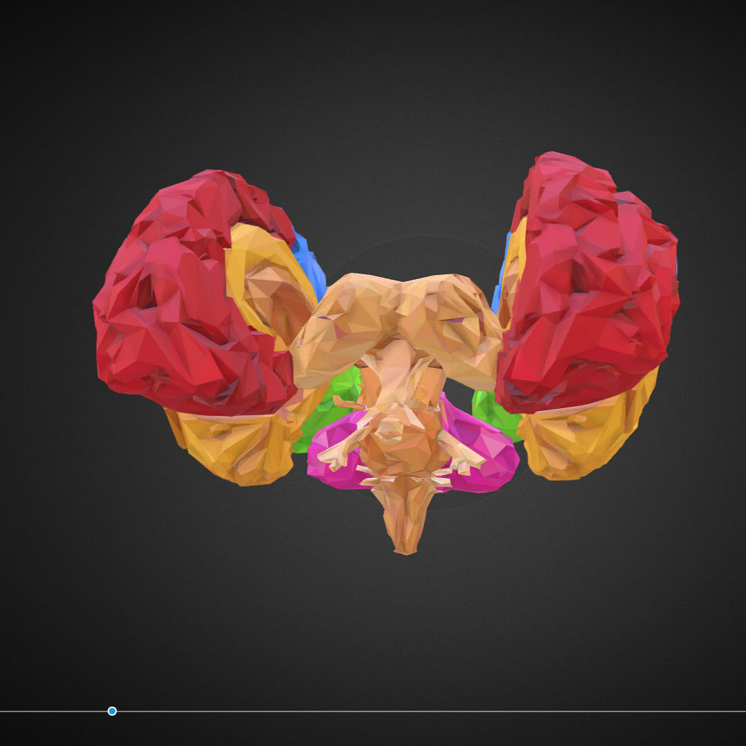 Brain Color Low Polygon Art Medical Low-poly 3D model_4