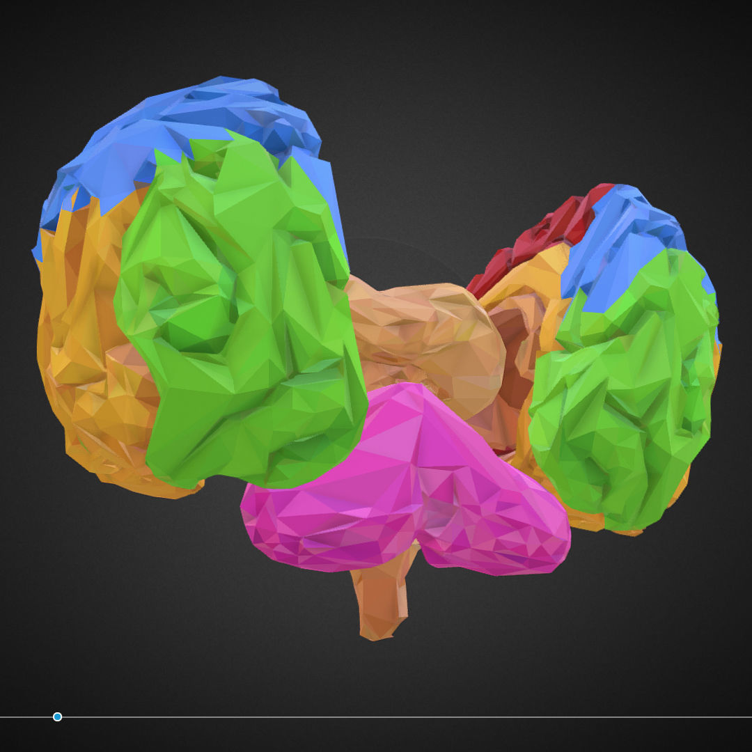 Brain Color Low Polygon Art Medical Low-poly 3D model_26