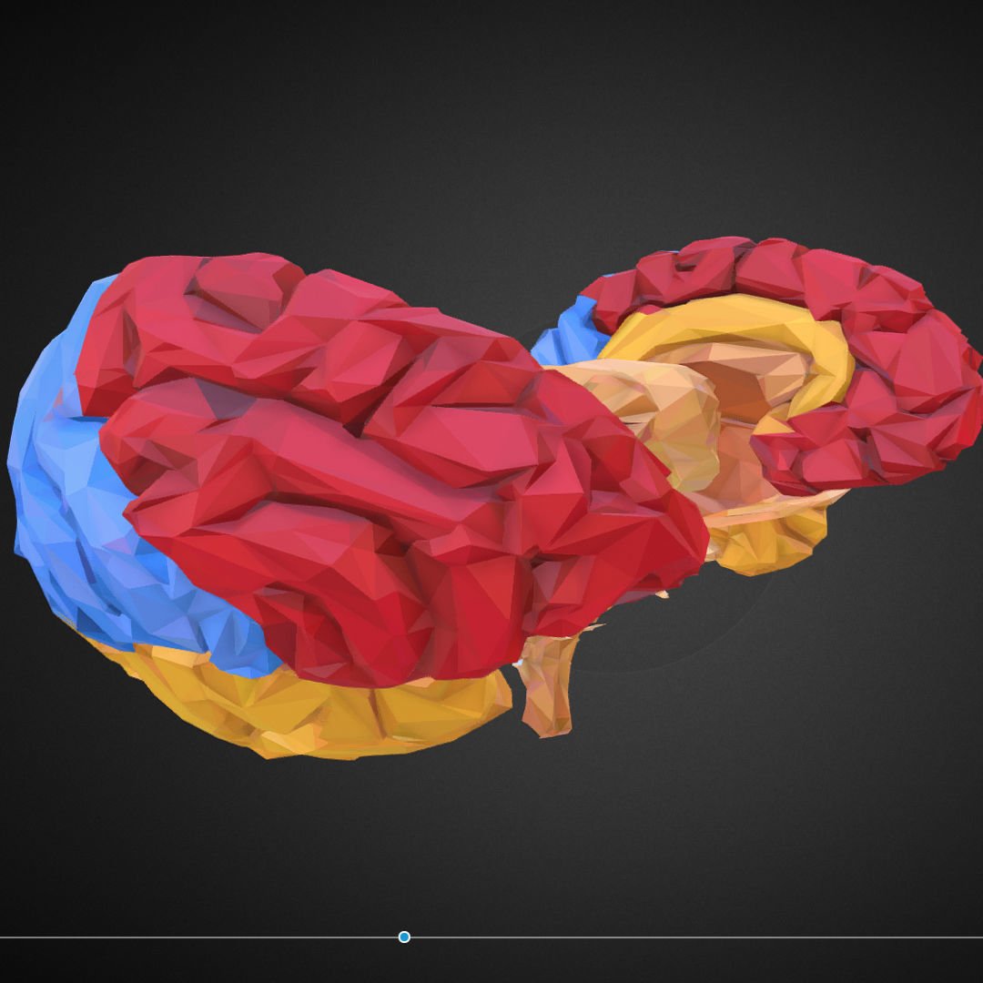 Brain Color Low Polygon Art Medical Low-poly 3D model_2