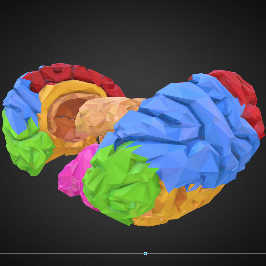 Brain Color Low Polygon Art Medical Low-poly 3D model_9
