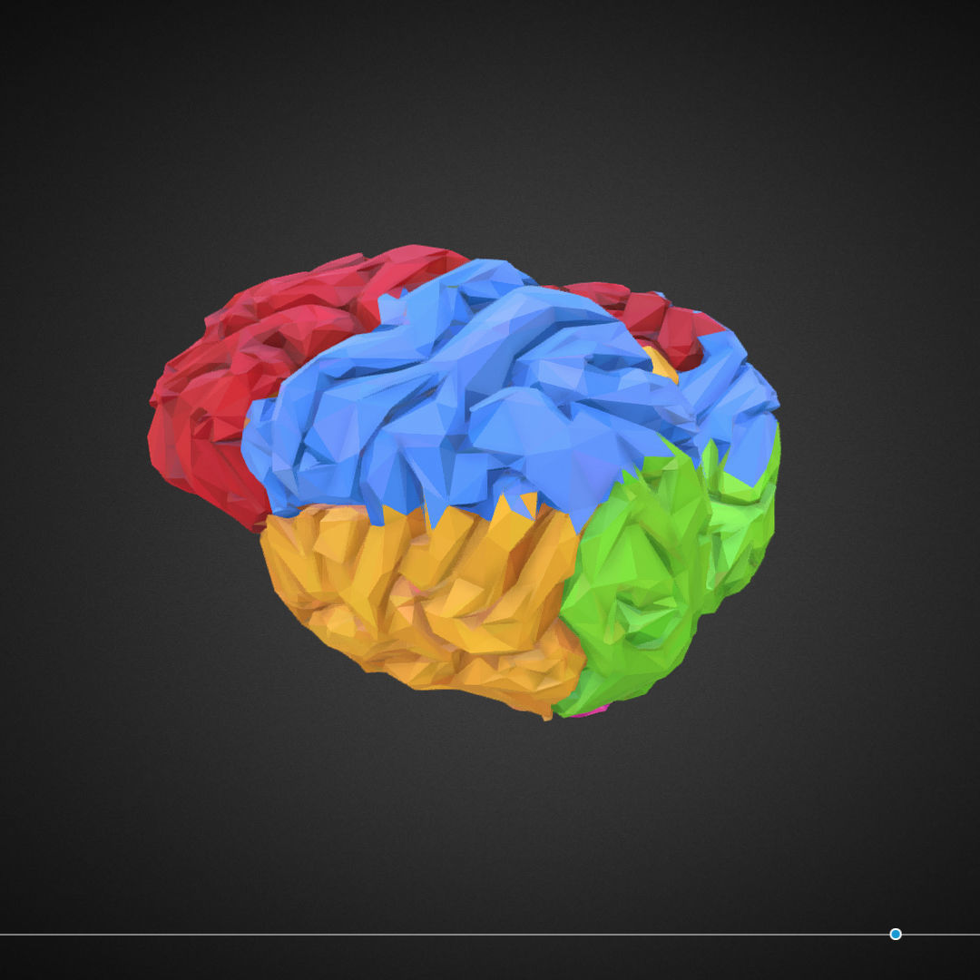 Brain Color Low Polygon Art Medical Low-poly 3D model_8