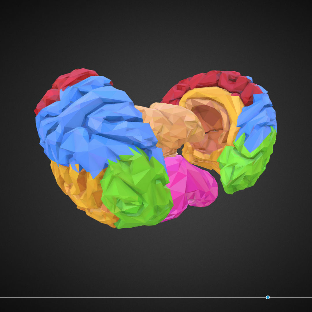 Brain Color Low Polygon Art Medical Low-poly 3D model_19