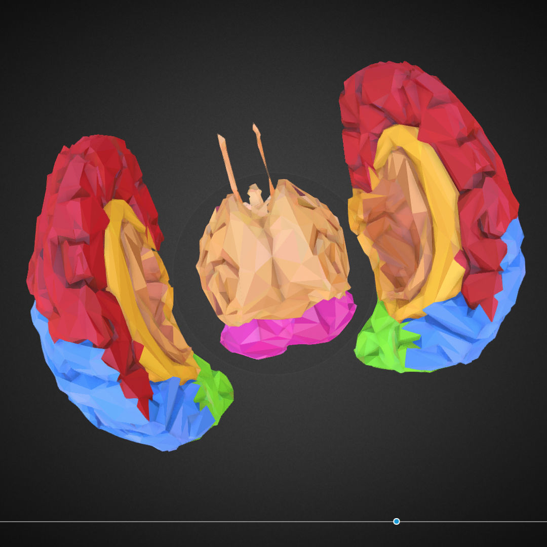 Brain Color Low Polygon Art Medical Low-poly 3D model_20