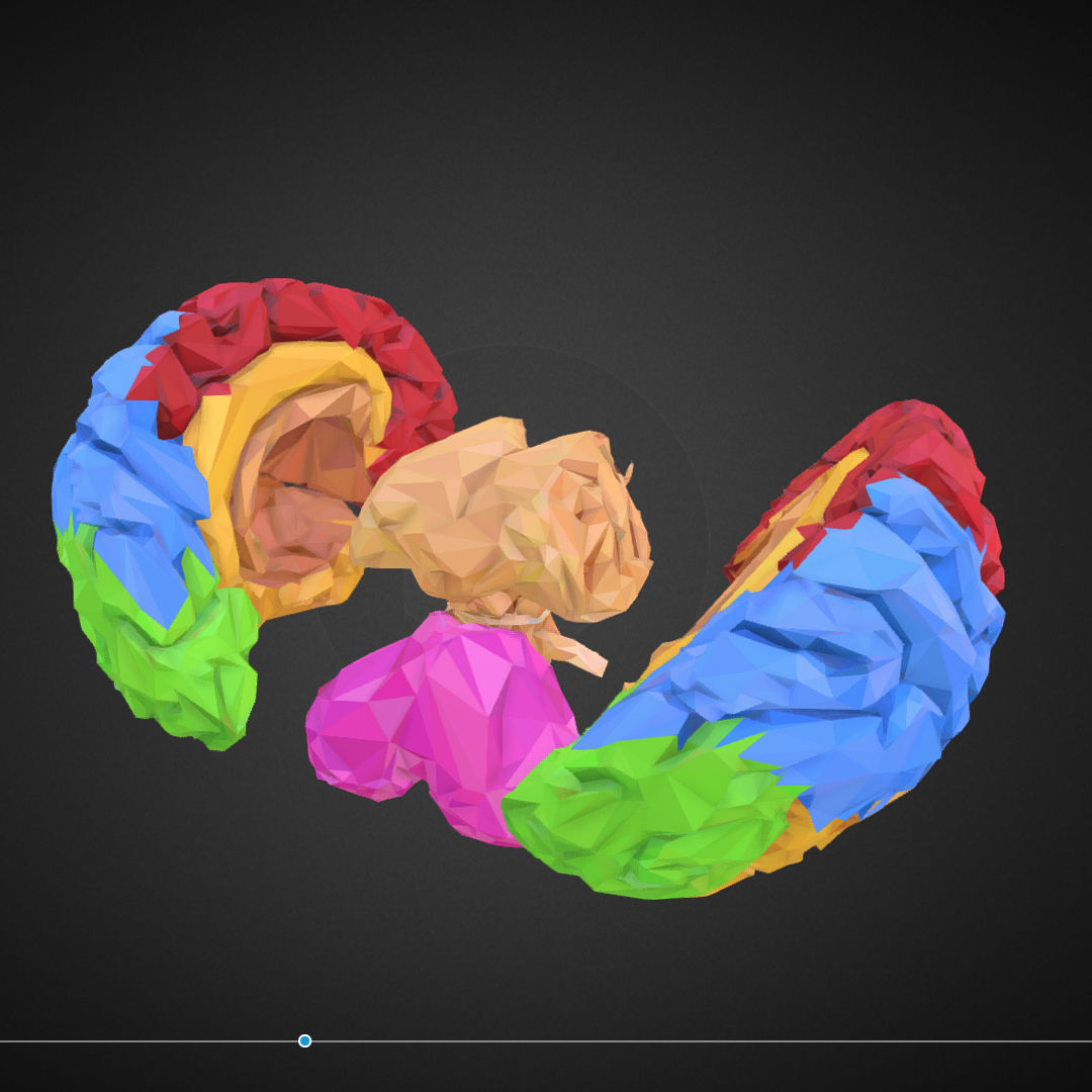 Brain Color Low Polygon Art Medical Low-poly 3D model_15