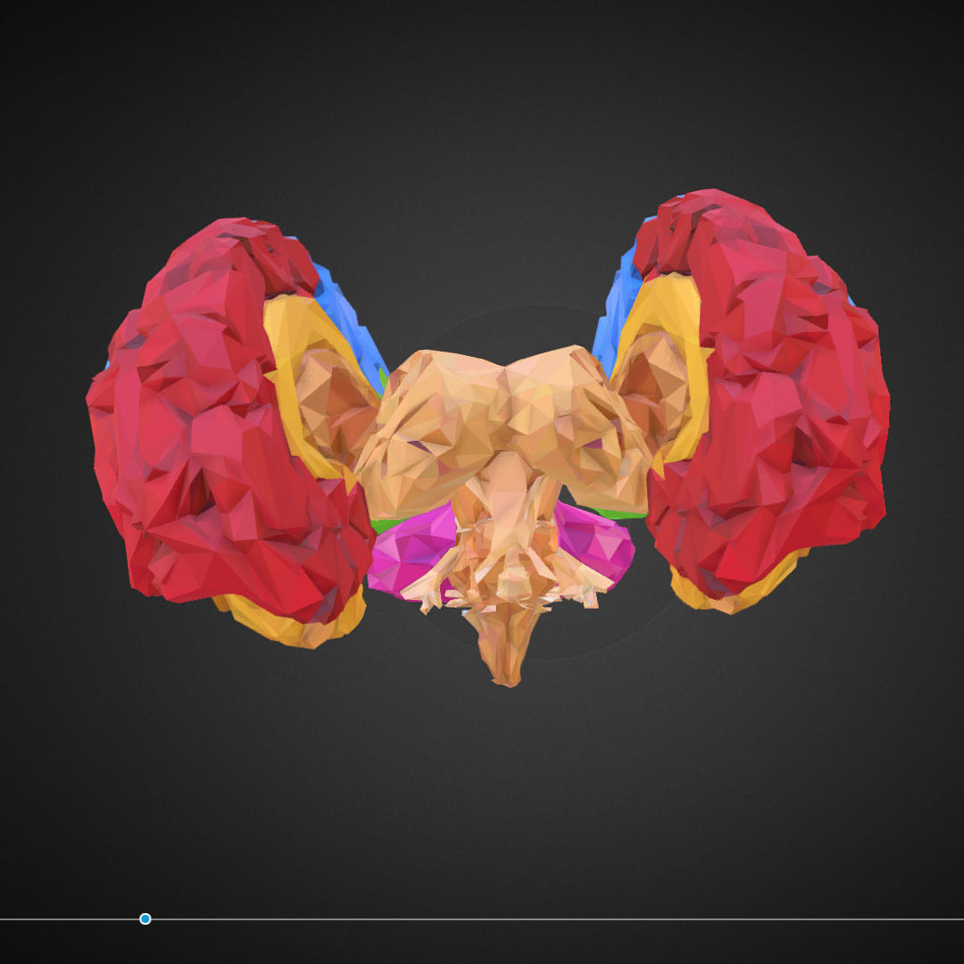 Brain Color Low Polygon Art Medical Low-poly 3D model_11