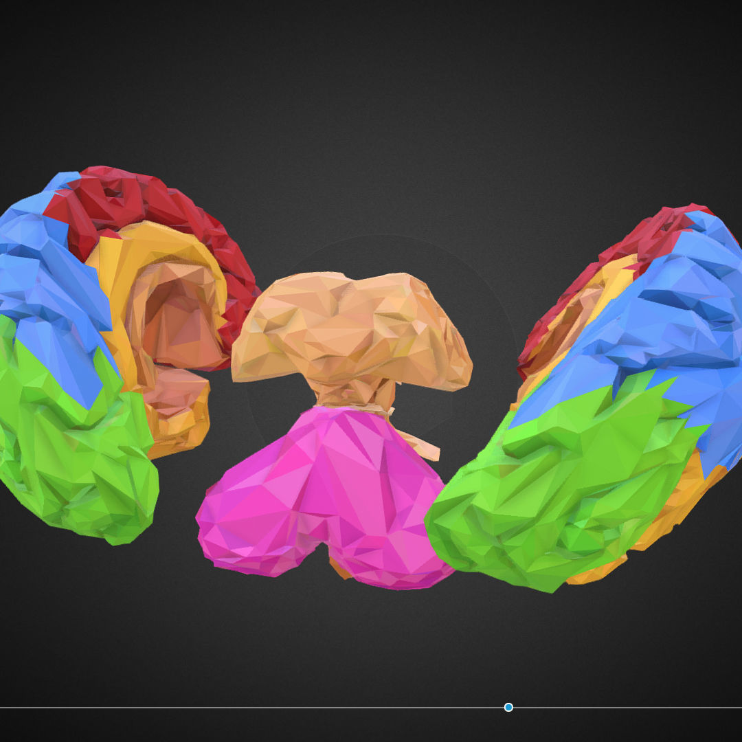Brain Color Low Polygon Art Medical Low-poly 3D model_6