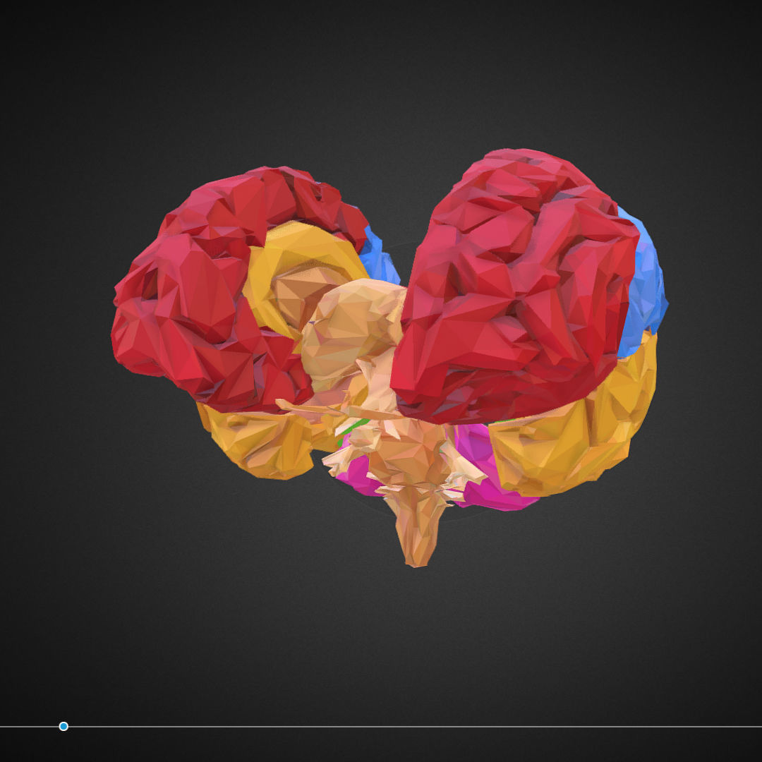 Brain Color Low Polygon Art Medical Low-poly 3D model_1