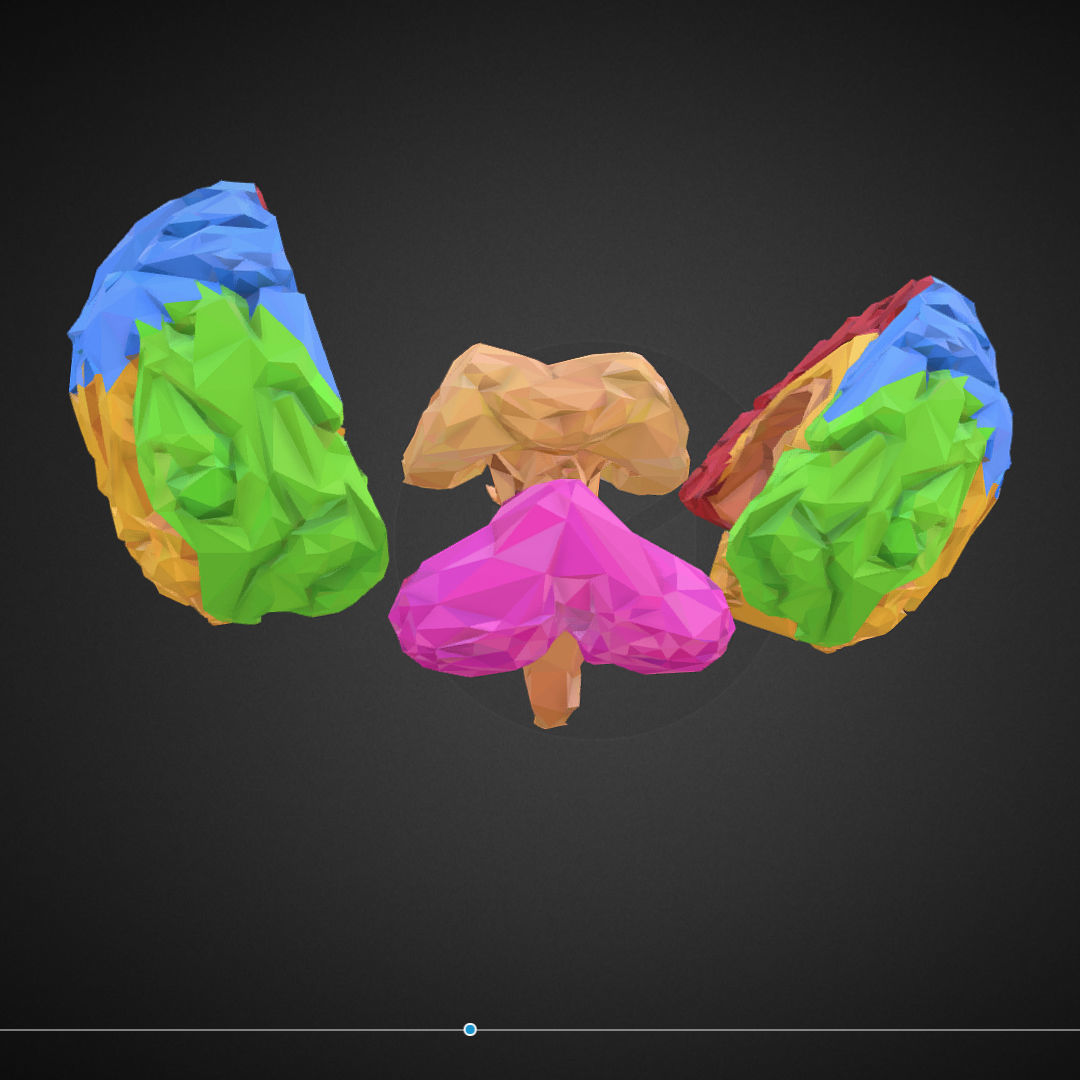 Brain Color Low Polygon Art Medical Low-poly 3D model_17