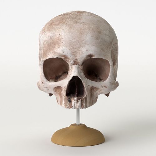 Real human skull with base 3D model