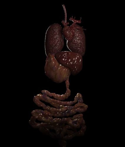 Organs human digestive system 3D model