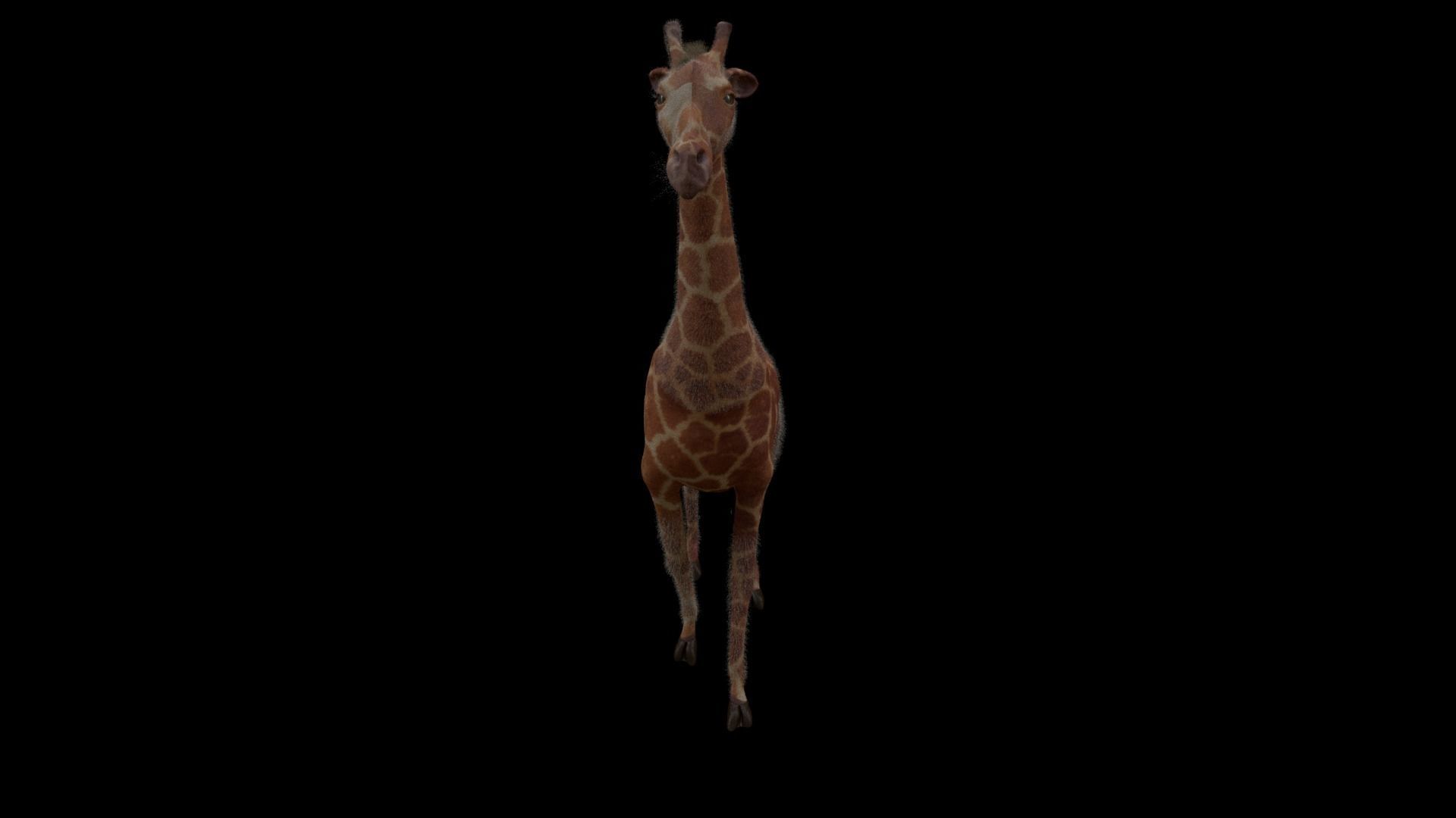 Giraffe 3D model_3