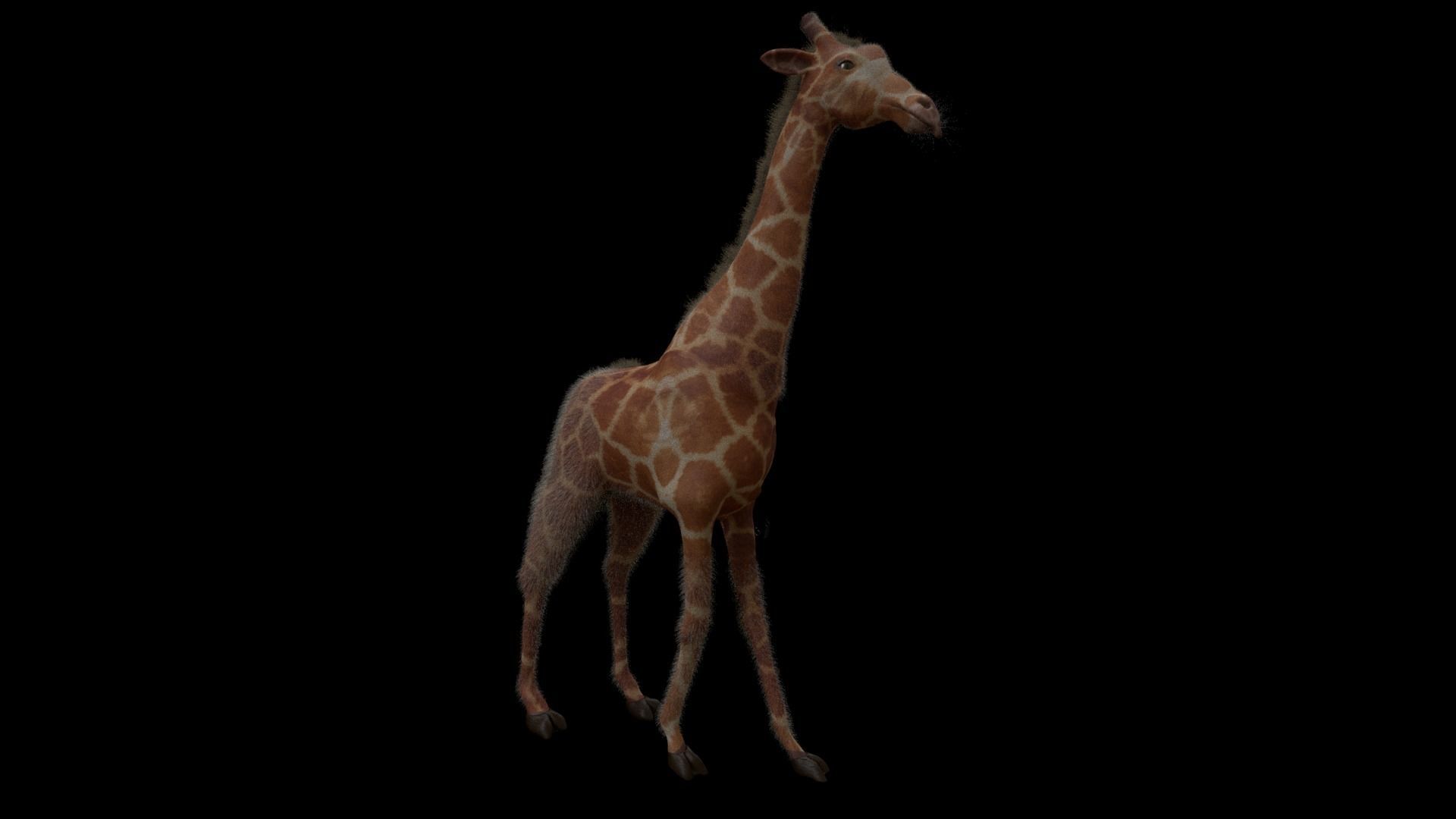 Giraffe 3D model_2