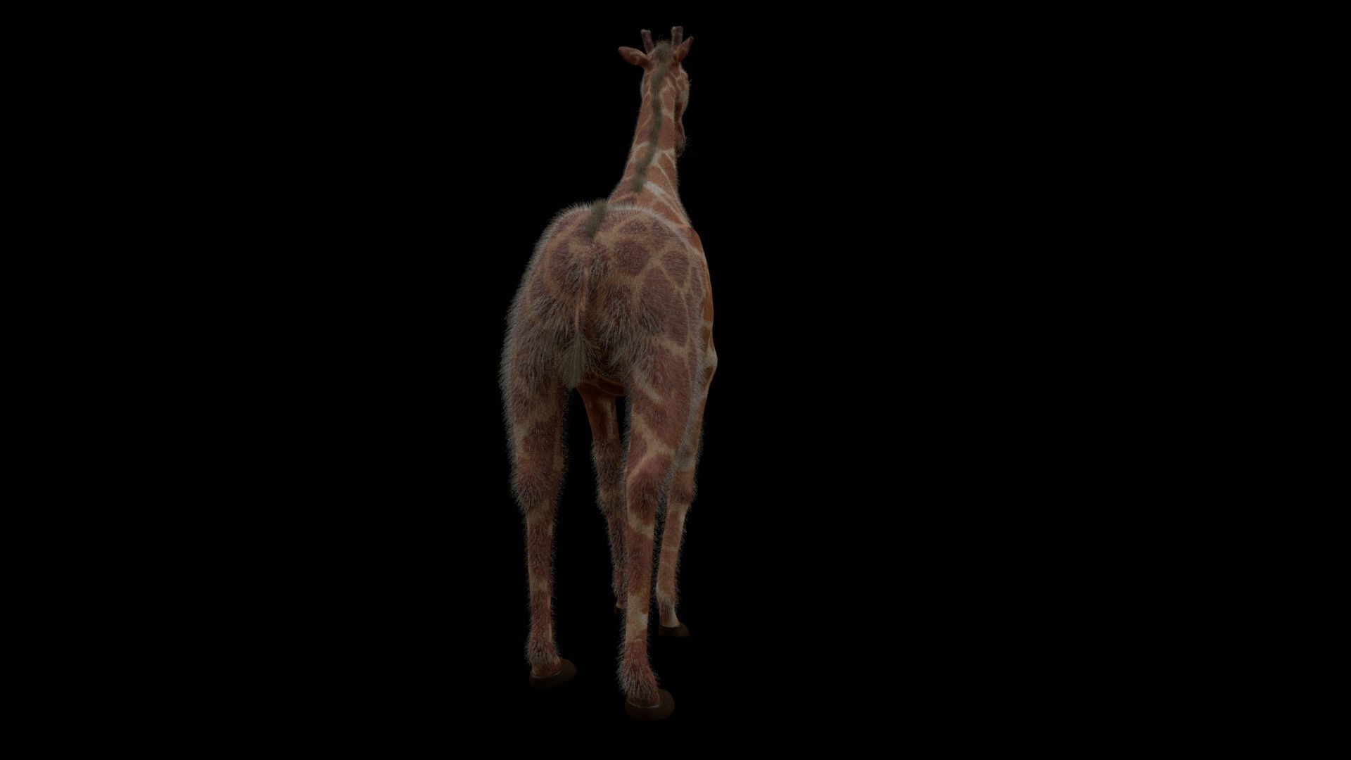 Giraffe 3D model_4