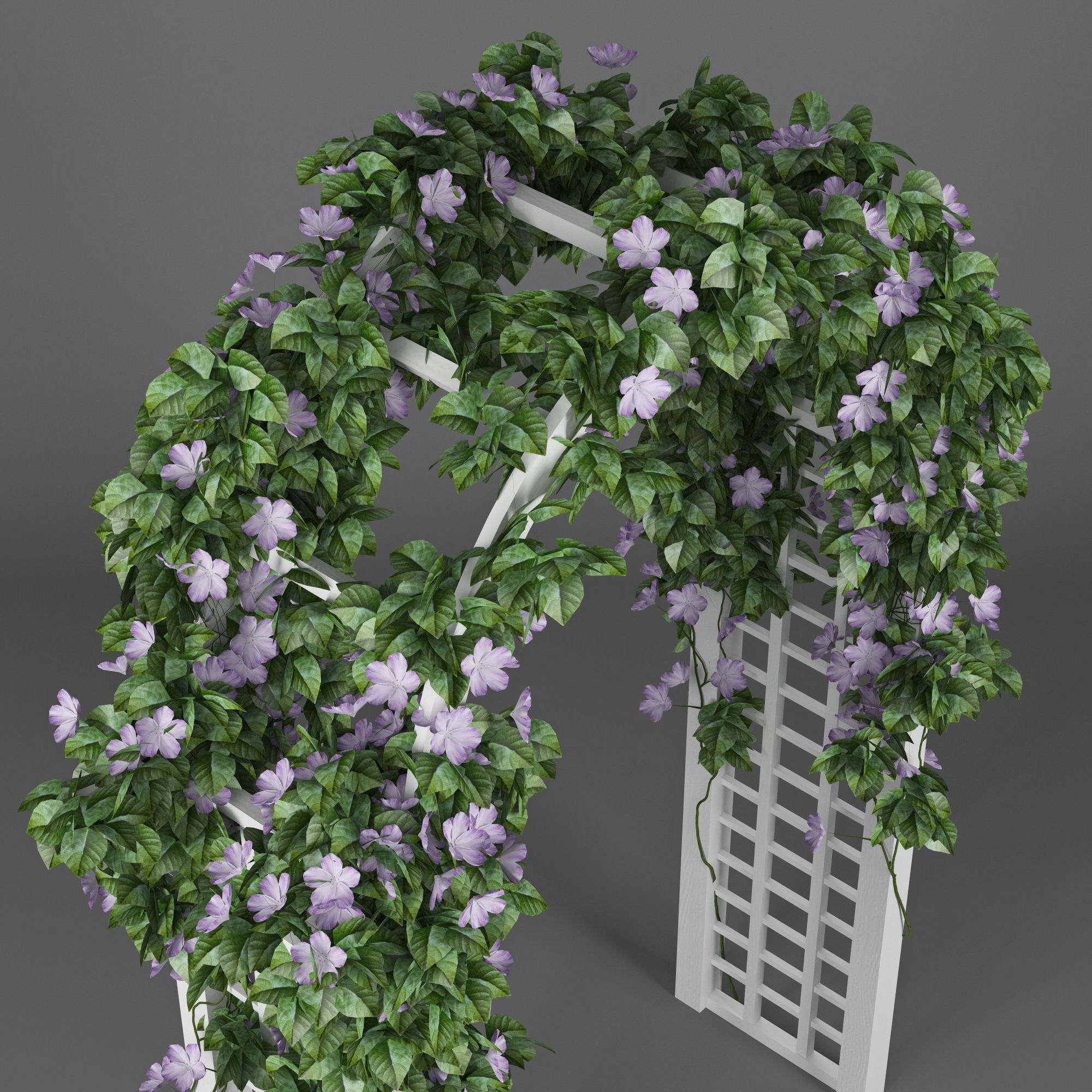 Convolvulus white flowers 3D model_3