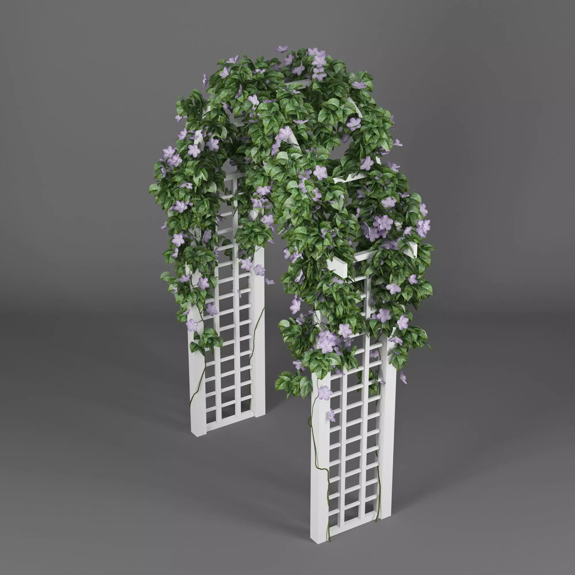 Convolvulus white flowers 3D model_0