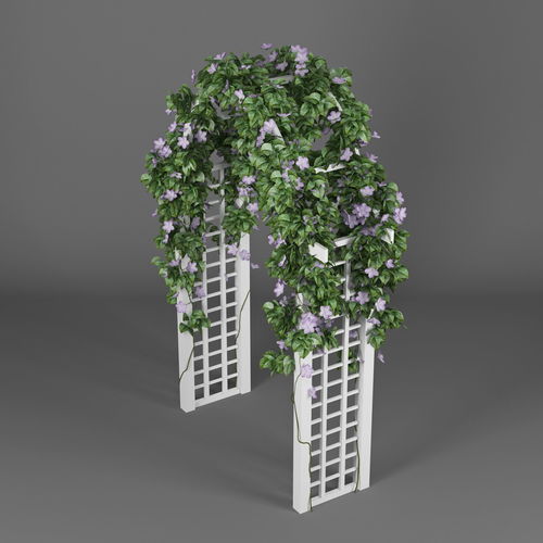 Convolvulus white flowers 3D model