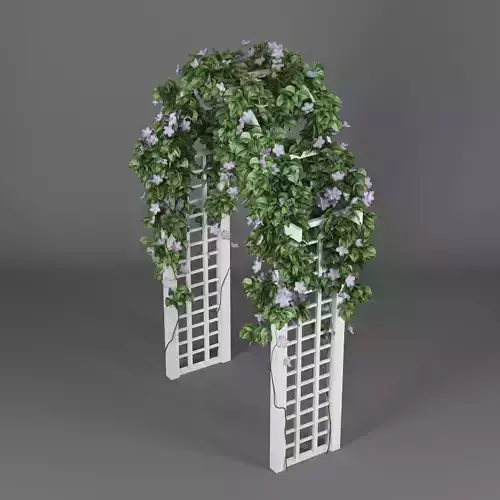 Convolvulus white flowers