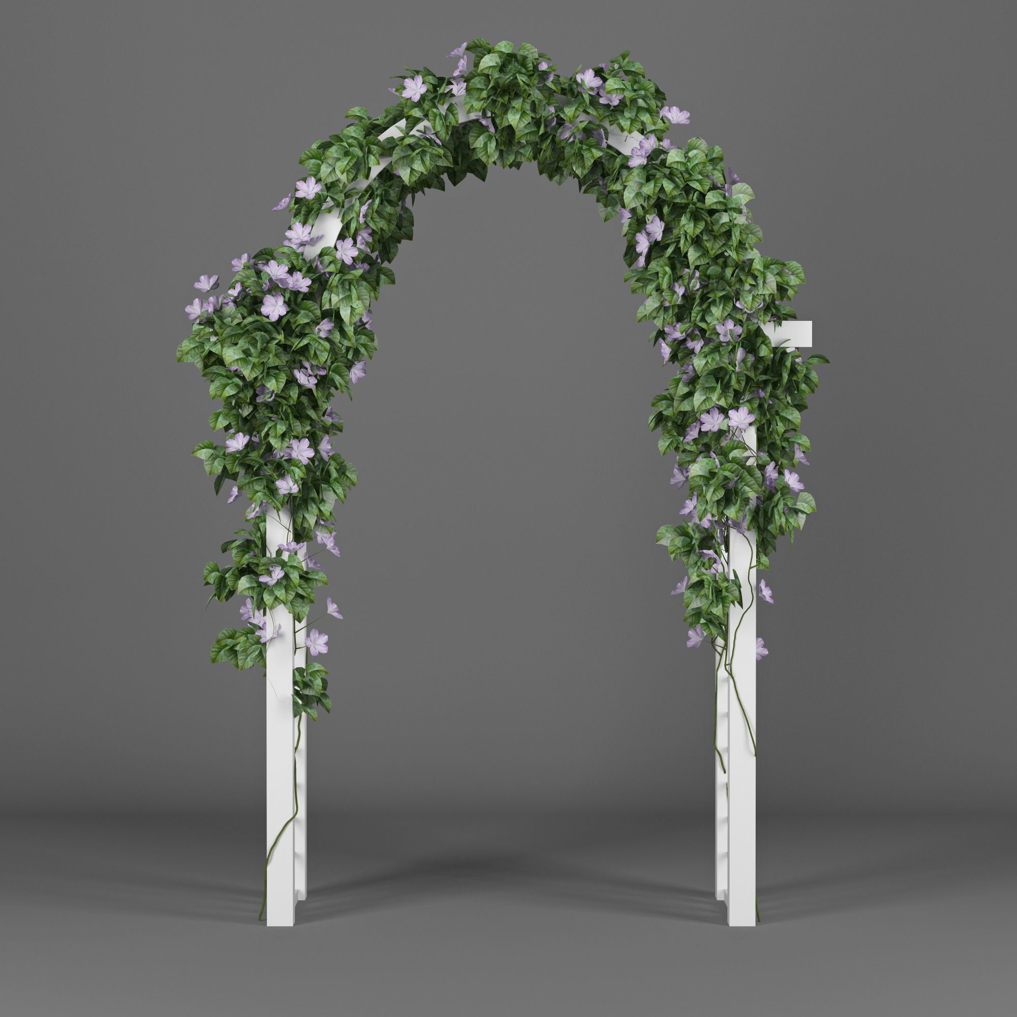Convolvulus white flowers 3D model_2