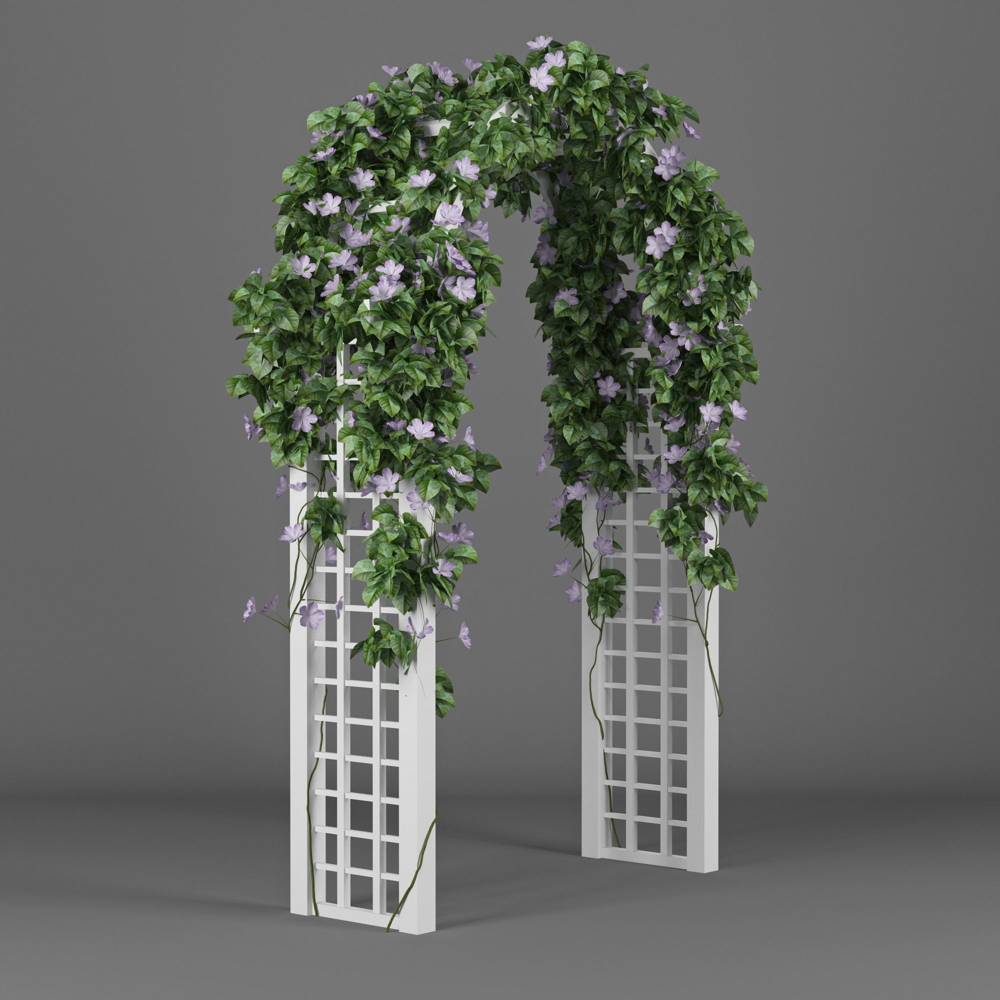 Convolvulus white flowers 3D model_1