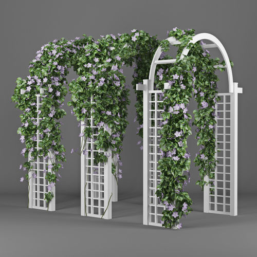 Convolvulus white set 3D model