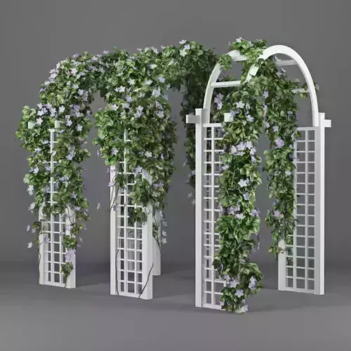 Convolvulus white set