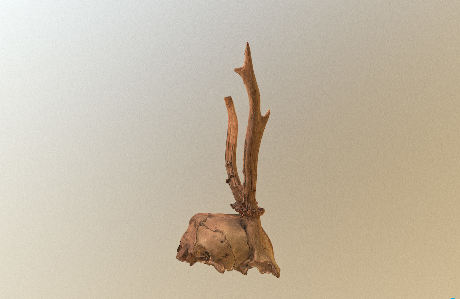 Scanned photorealistic broken roe dear skull with horns Low-poly 3D model_9