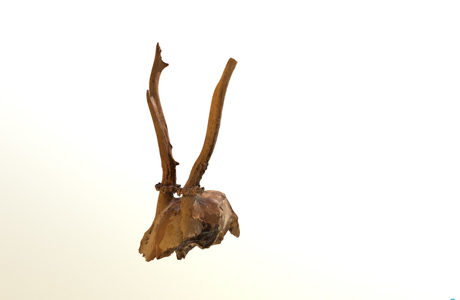 Scanned photorealistic broken roe dear skull with horns Low-poly 3D model_7
