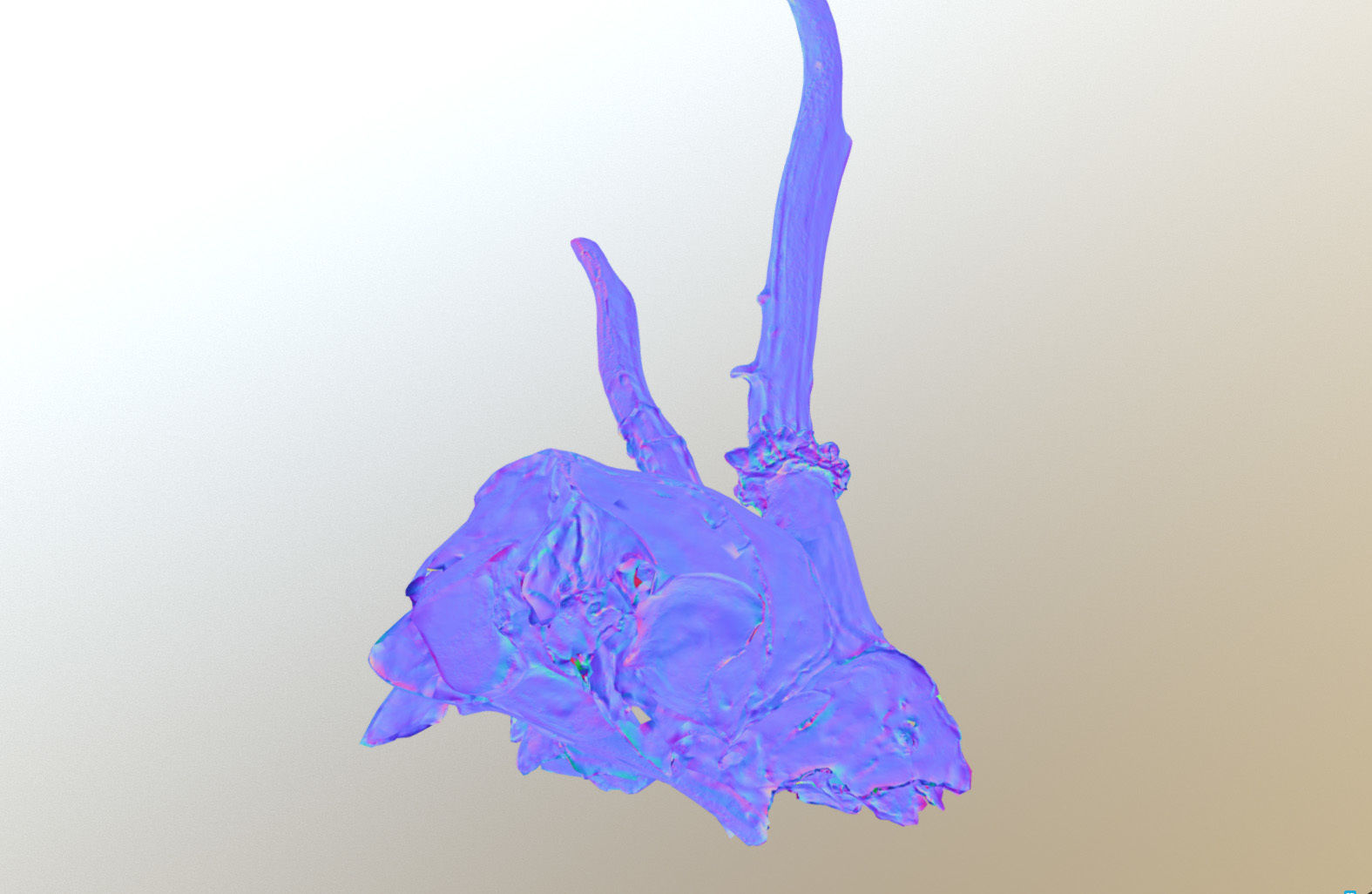 Scanned photorealistic broken roe dear skull with horns Low-poly 3D model_17