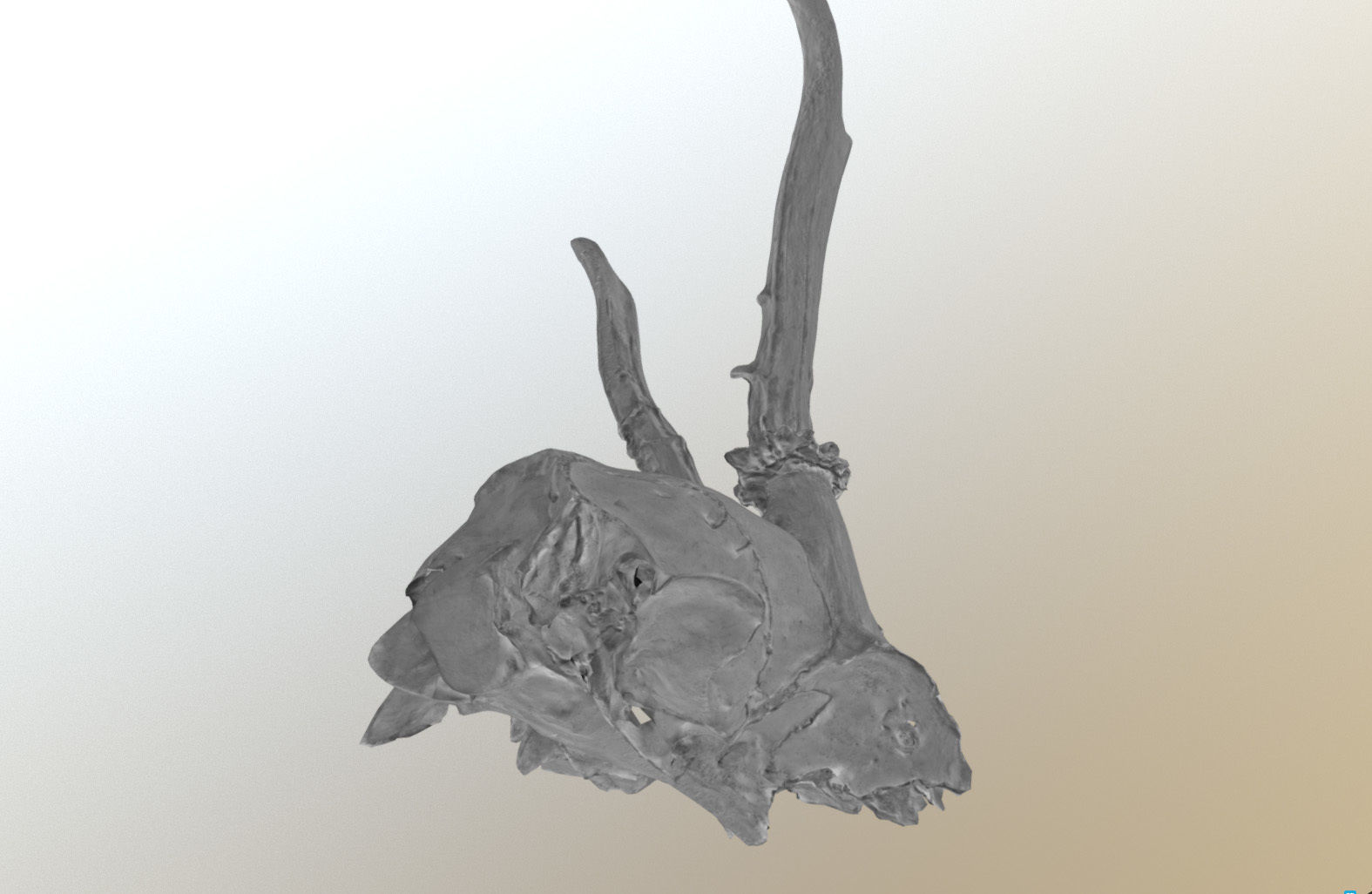Scanned photorealistic broken roe dear skull with horns Low-poly 3D model_16