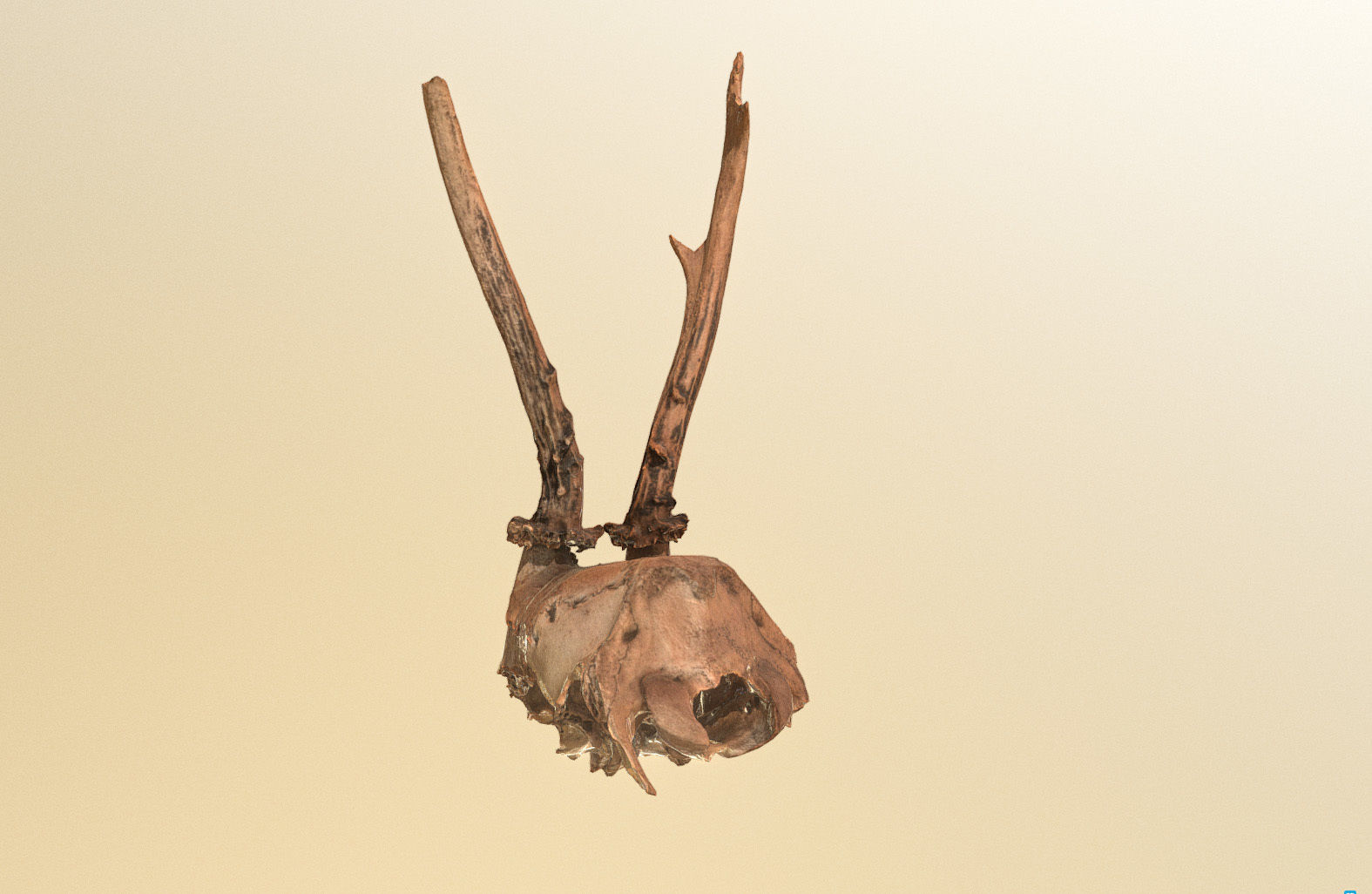 Scanned photorealistic broken roe dear skull with horns Low-poly 3D model_13