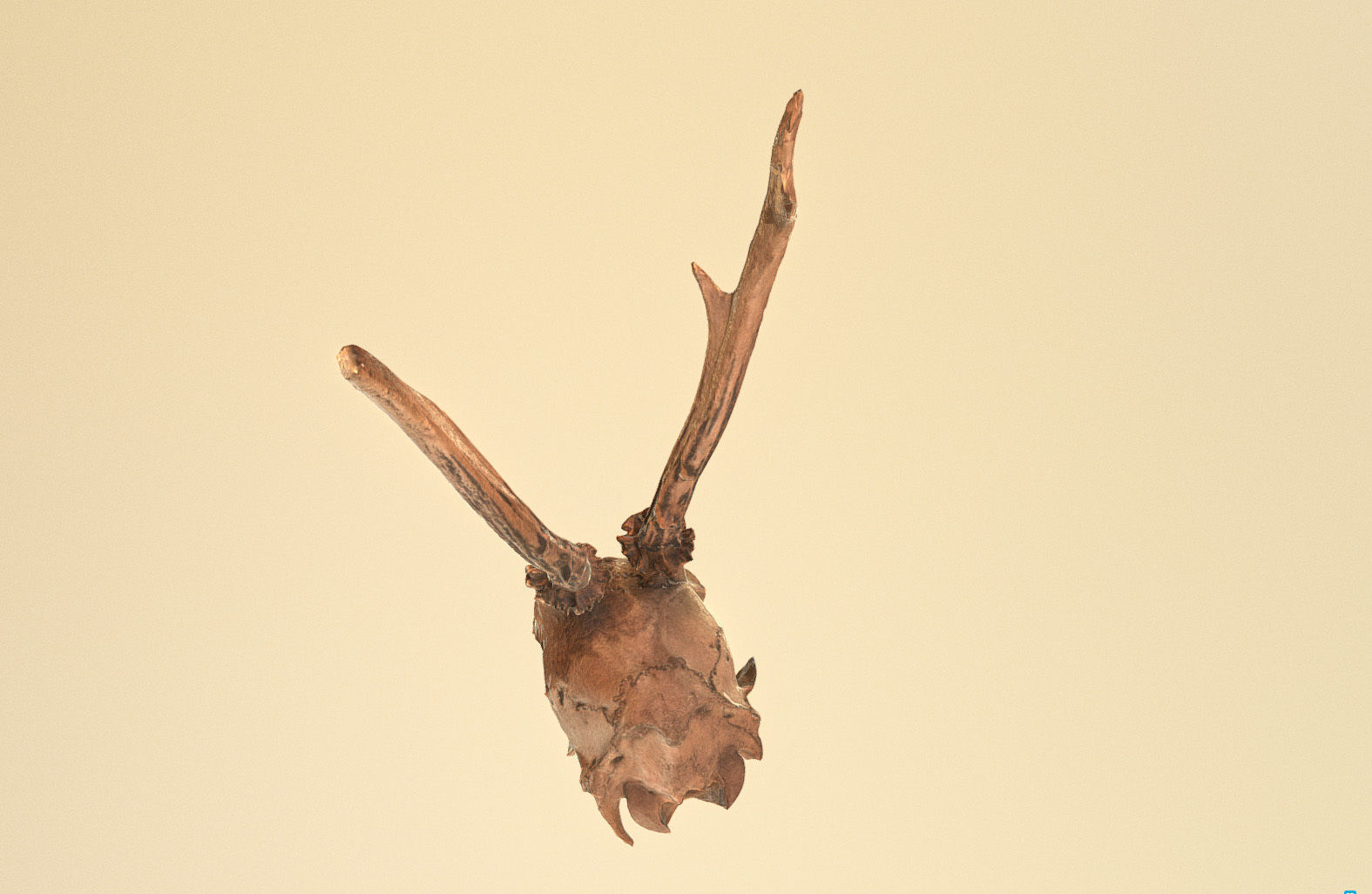 Scanned photorealistic broken roe dear skull with horns Low-poly 3D model_4