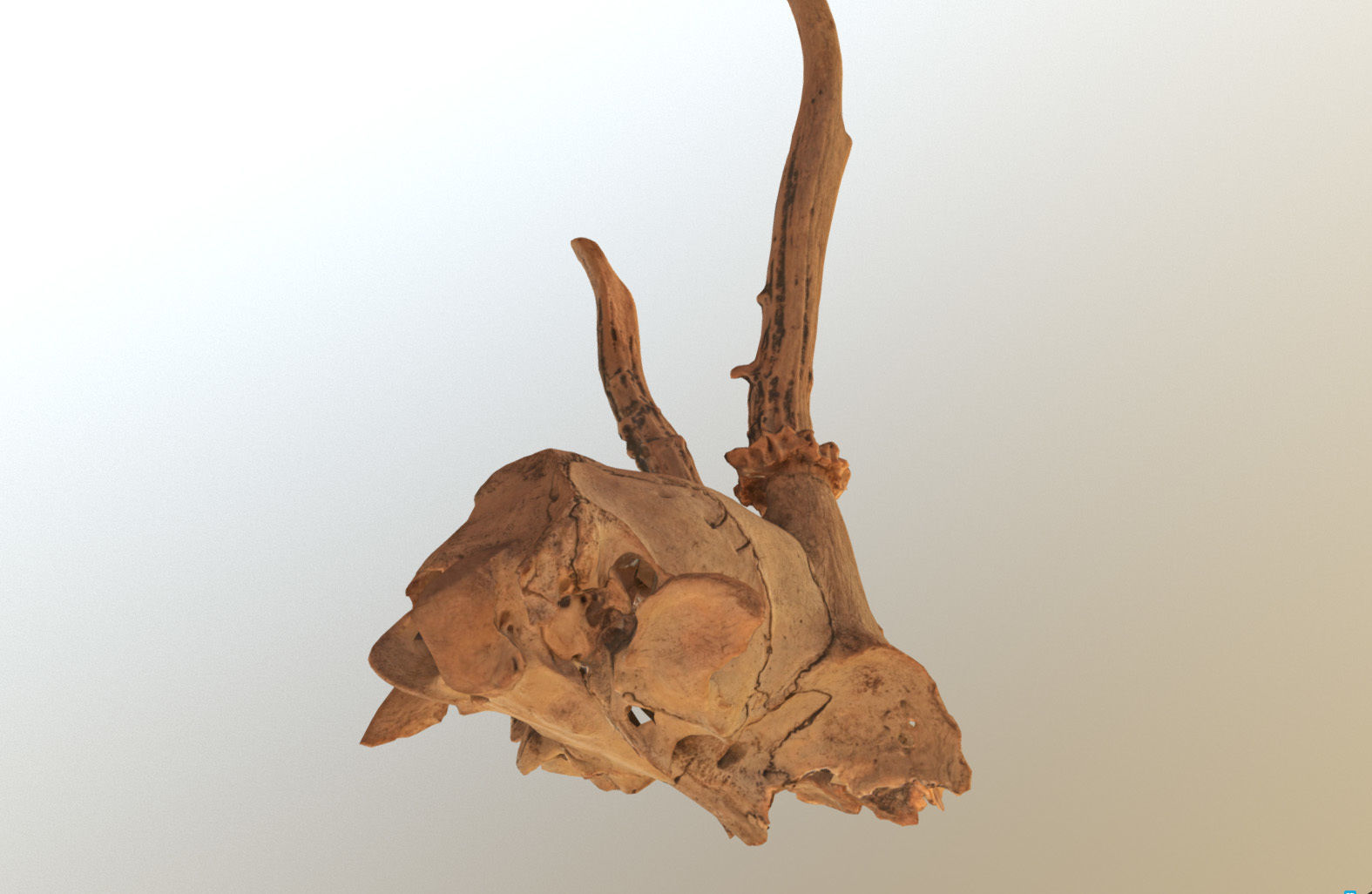 Scanned photorealistic broken roe dear skull with horns Low-poly 3D model_18
