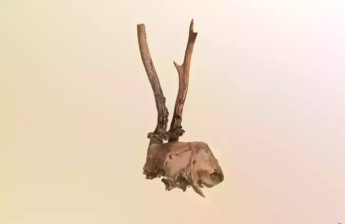 Scanned photorealistic broken roe dear skull with horns Low-poly 3D model