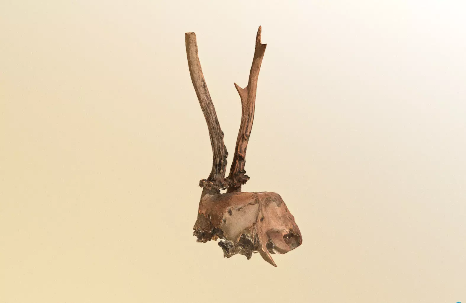 Scanned photorealistic broken roe dear skull with horns Low-poly 3D model_0