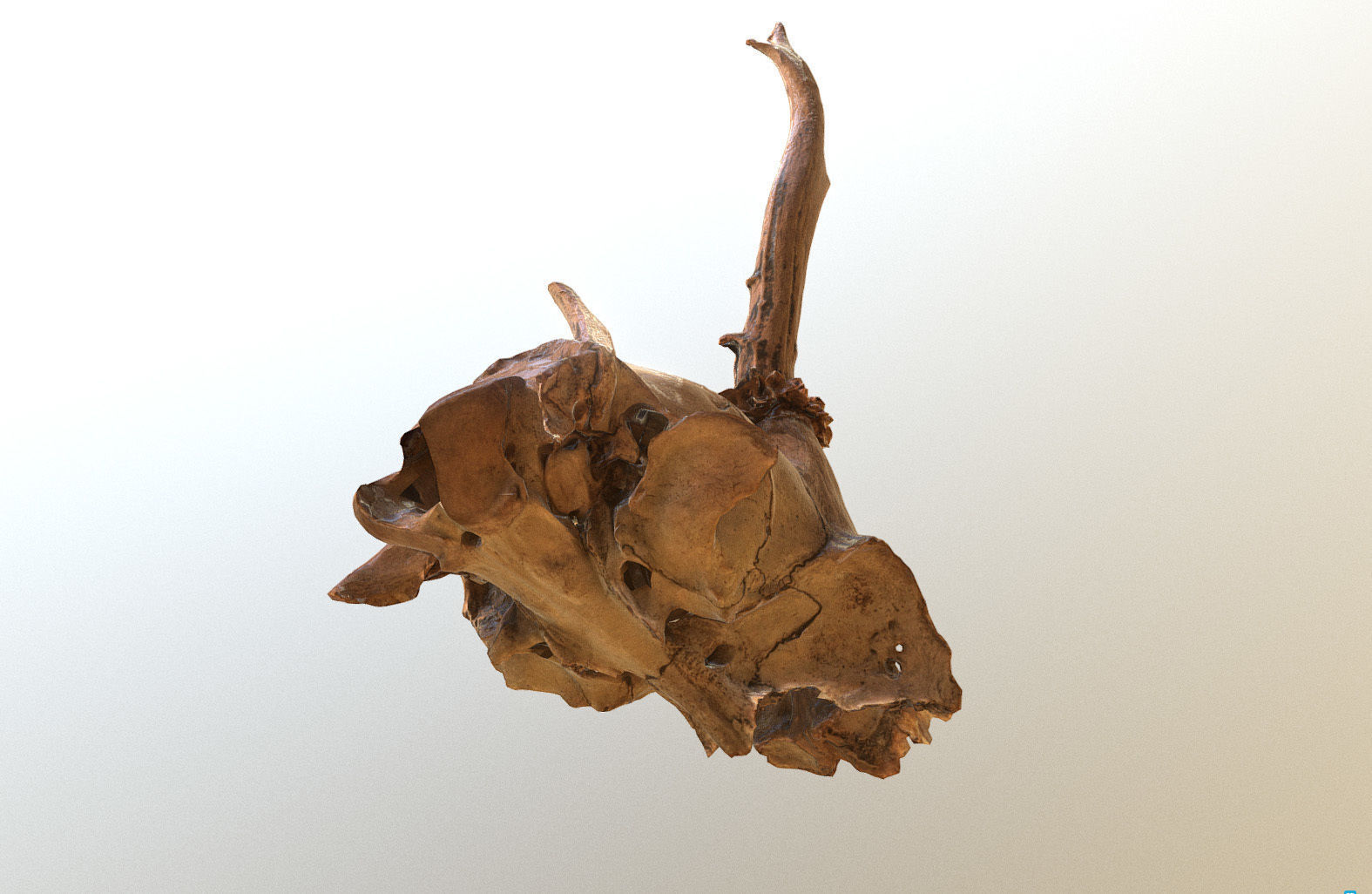 Scanned photorealistic broken roe dear skull with horns Low-poly 3D model_3