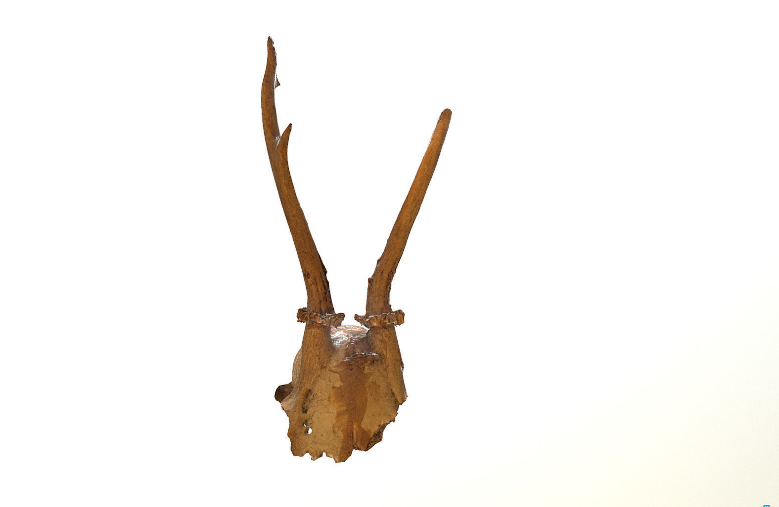 Scanned photorealistic broken roe dear skull with horns Low-poly 3D model_6