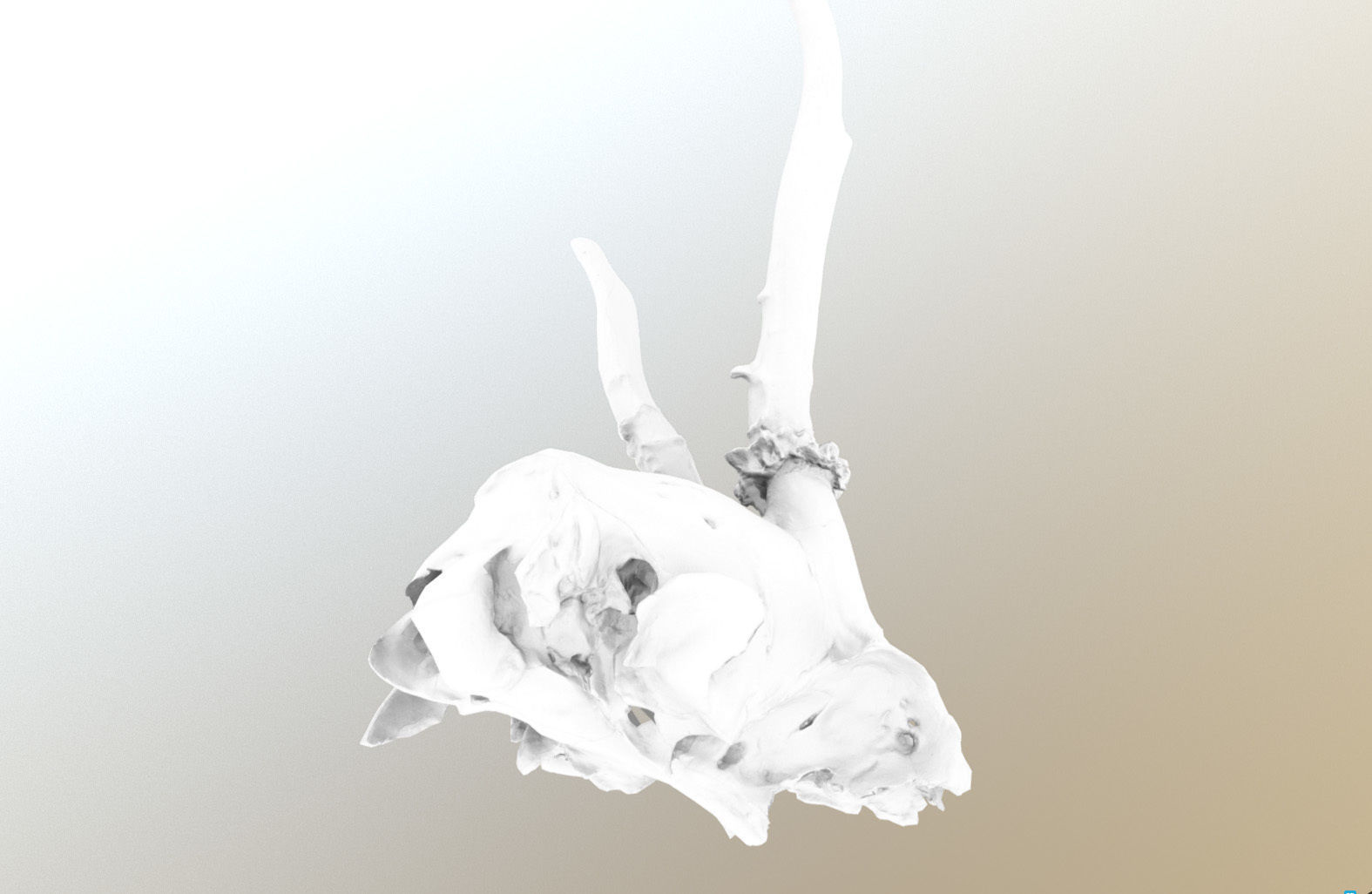 Scanned photorealistic broken roe dear skull with horns Low-poly 3D model_15